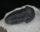 D Gerastos Trilobite Fossil - #13728-2